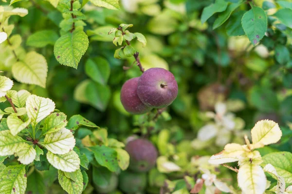 Японские Фрукты Chaenomeles Japonica Называемые Японской Айвой Айвой Моле Саду — стоковое фото