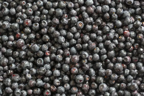 Surface Couverte Une Couche Bleuets Des Forêts Sauvages Gros Plan — Photo