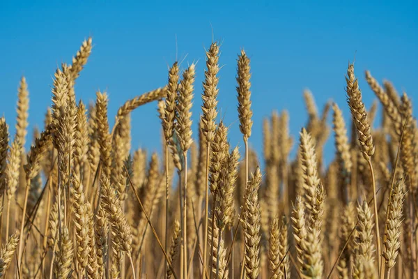 Golden Wheat Field Sunny Day Blue Sky Morning Close Harvest — Stock Photo, Image