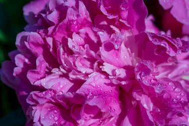 Bahçesinde yağmur damlaları olan güzel pembe bir şakayık, makro. Damlalı şakayıklar, yakın plan