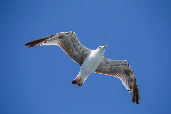 Zeemeeuw Vliegend Blauwe Lucht Achtergrond Close — Stockfoto