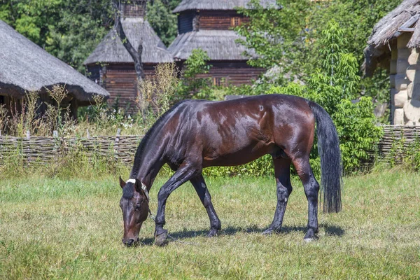Yazın Yeşil Bir Çayırda Çimen Yiyen Güzel Kahverengi Bir Atın — Stok fotoğraf