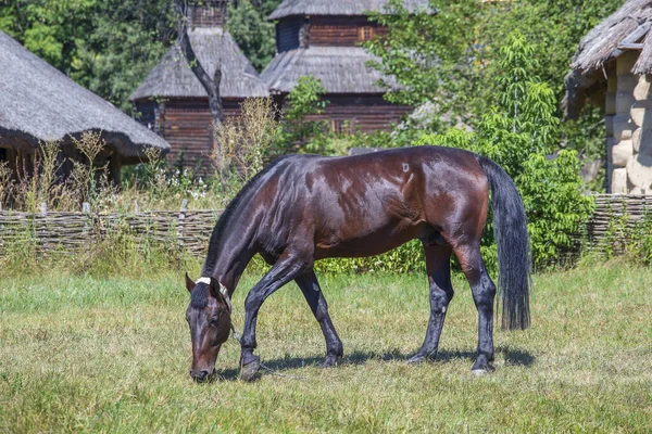 Close Vista Lateral Belo Cavalo Marrom Comendo Grama Prado Verde — Fotografia de Stock