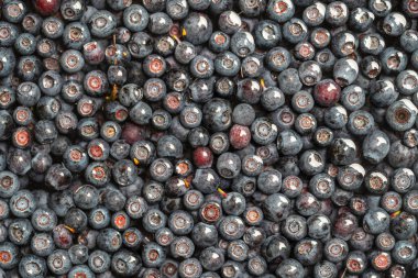 Orman yabanmersinli su, yaklaş. Yaz ormanı meyvesi