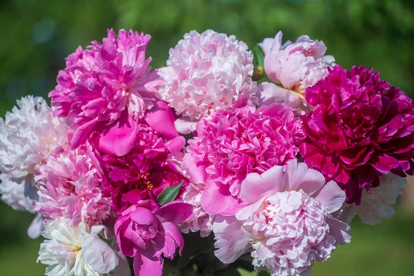 Beautiful Bouquet Flowers Peonies Garden Ukraine Red Pink White Peony — Stock Photo, Image