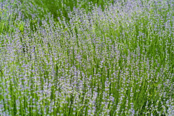 Campos Lavanda Macroflores Verão Transnístria Moldávia Close — Fotografia de Stock