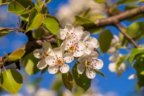 Sprig Bílých Květin Kvete Hrušce Proti Modré Obloze Zblízka — Stock fotografie