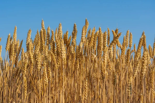 Gyllene Vetefält Solig Dag Mot Blå Himmel Morgonen Närbild Skördebegreppet — Stockfoto