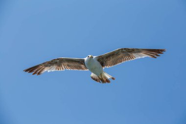 Mavi gökyüzünde uçan martı, yaklaş.