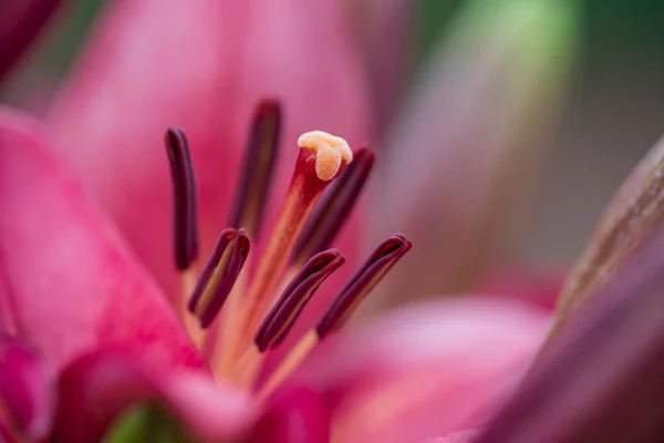 Closeup Stamen Pistil Beautiful Red Lily Flower Macro — Stock Photo, Image