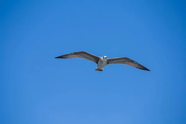 Seagull Flying Blue Sky Background Close — Stock Photo, Image