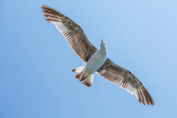 Gaviota Volando Sobre Fondo Azul Del Cielo Cerca — Foto de Stock