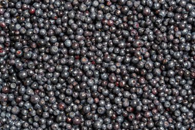 Yüzey yaban mersinli yaban mersini katmanıyla kaplı. Yaklaş. Yaz ormanı meyvesi