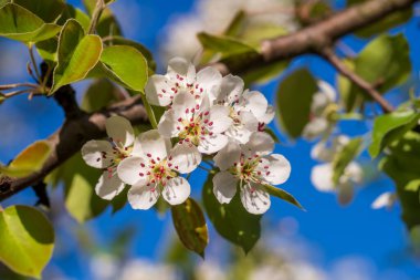 Bir armut ağacında, mavi gökyüzüne karşı açan beyaz çiçekler.