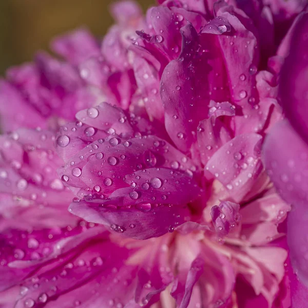 Beautiful Pink Peony Raindrops Garden Macro Flowers Peonies Drops Closeup — Stock Photo, Image