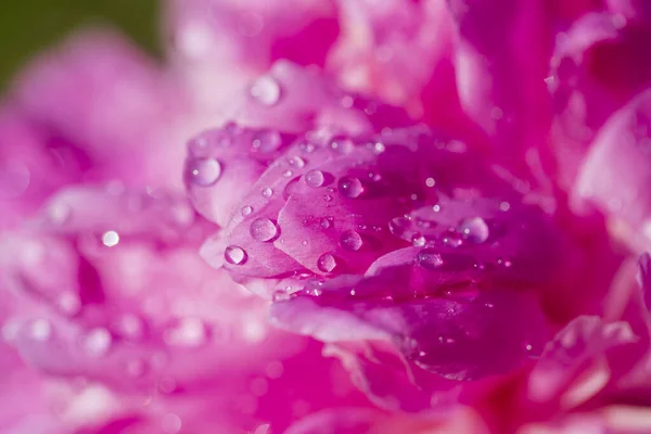 Beautiful Pink Peony Raindrops Garden Macro Flowers Peonies Drops Closeup — Stock Photo, Image