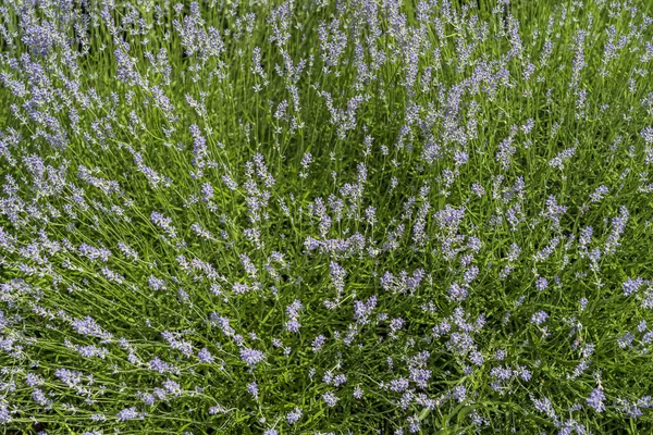 Campos Lavanda Macroflores Verão Transnístria Moldávia Close — Fotografia de Stock