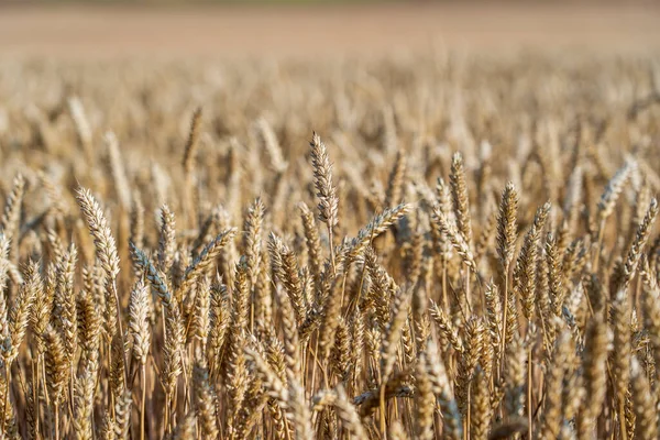 Campo Trigo Dorado Día Soleado Por Mañana Cerca Concepto Cosecha — Foto de Stock