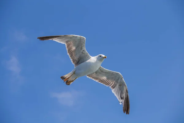 Zeemeeuw Vliegend Blauwe Lucht Achtergrond Close — Stockfoto