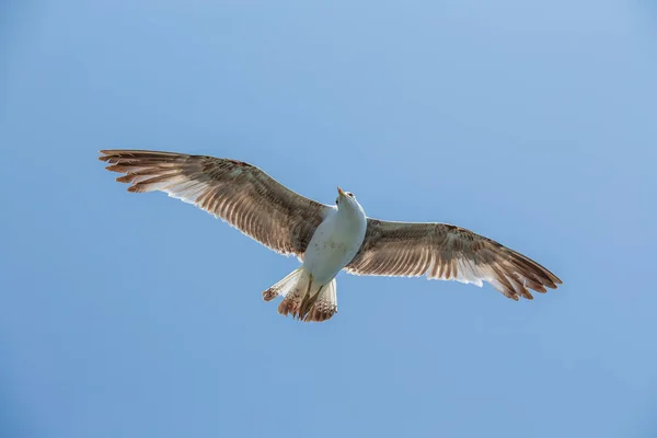 Seagull Flying Blue Sky Background Close — Stock Photo, Image