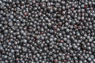 Yüzey yaban mersinli yaban mersini katmanıyla kaplı. Yaklaş. Yaz ormanı meyvesi