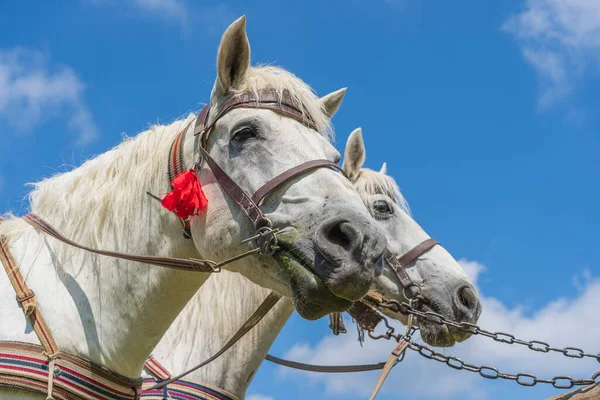 Närbild Vackra Två Vita Hästar Utnyttjas Vagn Blå Himmel Bakgrund — Stockfoto