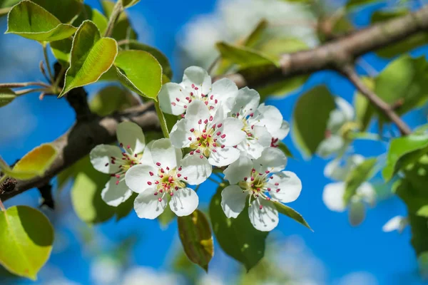 Sprig Bílých Květin Kvete Hrušce Proti Modré Obloze Zblízka — Stock fotografie