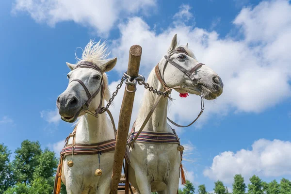 Närbild Vackra Två Vita Hästar Utnyttjas Vagn Blå Himmel Bakgrund — Stockfoto