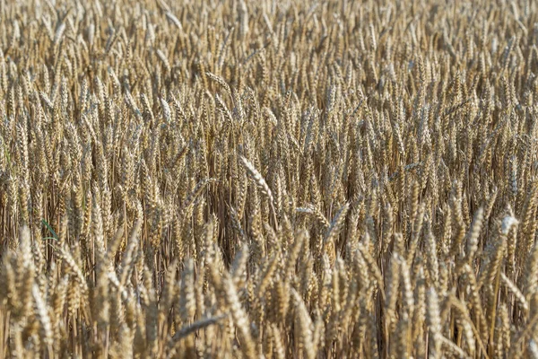 Campo Trigo Dourado Dia Ensolarado Pela Manhã Close Conceito Colheita — Fotografia de Stock