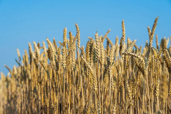 Campo Grano Dorato Una Giornata Sole Contro Cielo Blu Mattino — Foto Stock