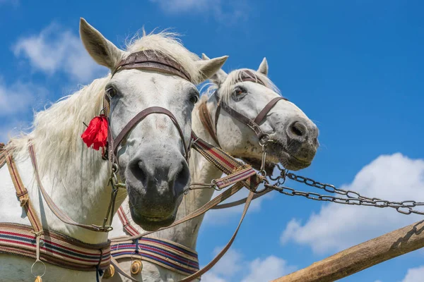 Närbild Vackra Två Vita Hästar Utnyttjas Vagn Blå Himmel Bakgrund — Stockfoto