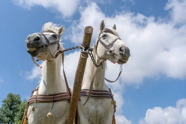 Närbild Vackra Två Vita Hästar Utnyttjas Vagn Blå Himmel Bakgrund — Stockfoto