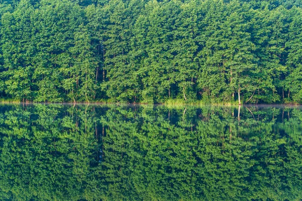 Green Forest Lake Reflection Calm Water Ukraine Beauty Nature — Stock Photo, Image