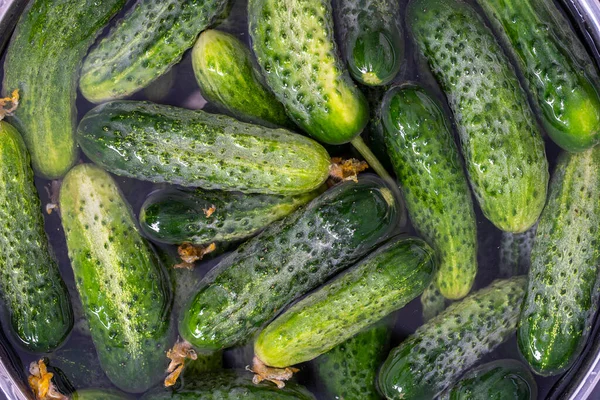 Green Fresh Cucumber Water Iron Bowl Close Summer Garden Vegetable — Stock Photo, Image