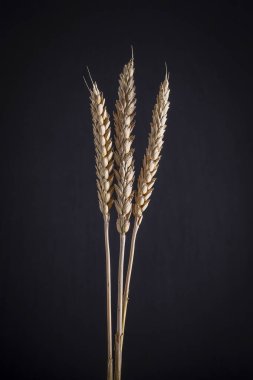 Siyah bir arka plan buğday üç kaynaklanıyor. Buğday spikelets karanlık bir arka plan üzerinde kuru, yakın çekim