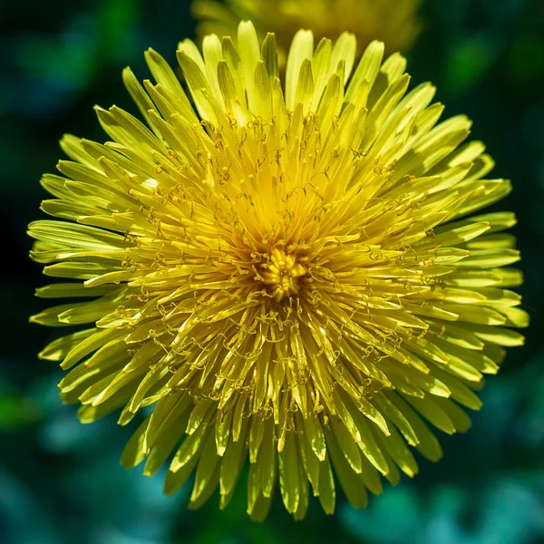Pissenlit Taraxacum Officinale Fleur Jaune Sauvage Dans Nature Gros Plan — Photo