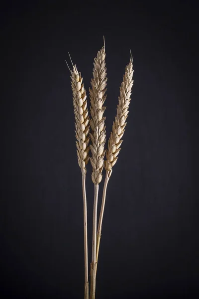 Three stems of wheat on a black background. Dry wheat spikelets on a dark background, close up