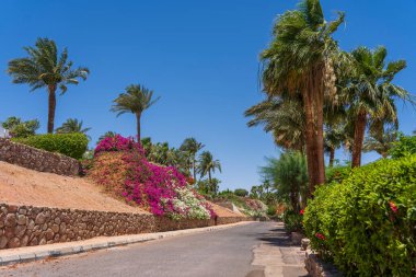 Boş yol, renkli çiçekler ve Sharm El Sheikh 'te Mısır caddesinde palmiye ağaçları.