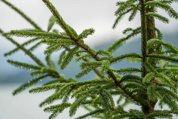 山の中の森の緑の松の針に雨の滴の閉じるアルプスオーストリア 自然コンセプト — ストック写真