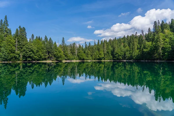 Lago Montaña Rodeado Densos Bosques Coníferas Hayas Montenegro Europa Montenegro — Foto de Stock