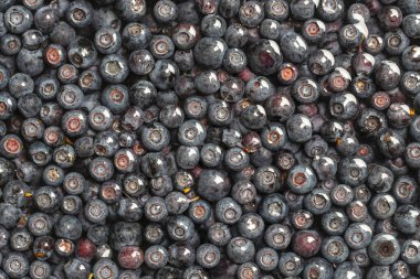 Ormandaki yaban mersini kasede suyun içinde, yaklaş. Yaz ormanı meyvesi