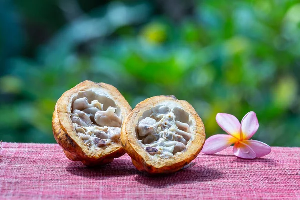 Kakao Çekirdeği Kakao Meyve Yakın Çekim Ada Bali Endonezya — Stok fotoğraf