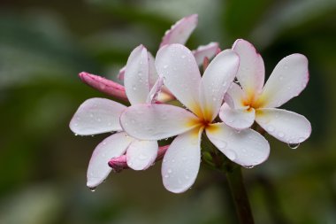 Tam çiçeklenme yaz aylarında Plumeria çiçeğe Frangipani