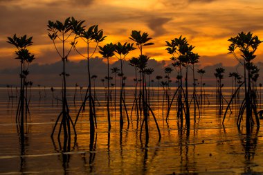 Mangrov sırasında günbatımı, Tayland Koh Samui Adası üzerinde