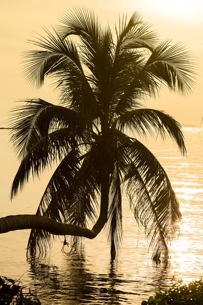 Kokosová palma strom siluetu při západu slunce. Koh Phangan island, Thajsko — Stock fotografie