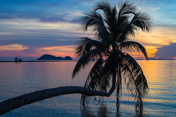 Silhouette di palma da cocco al tramonto. Isola di Koh Phangan, Thailandia — Foto Stock