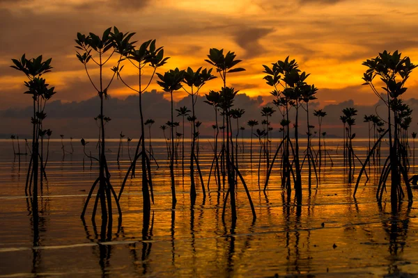 Mangrove på ön Koh Phangan under solnedgången, Thailand — Stockfoto