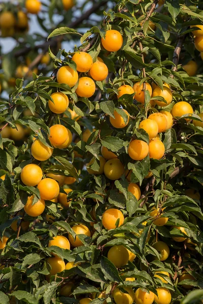 Ameixas amarelas maduras na árvore. Árvore de fruta. Colheita sazonal. Ucrânia . — Fotografia de Stock