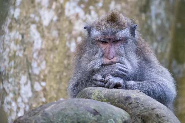 インドネシア ・ バリ島ウルワトゥ寺院で猿 — ストック写真