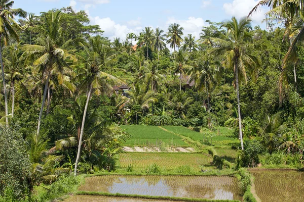 Campos de arroz verde en la isla de Bali, Indonesia — Foto de Stock